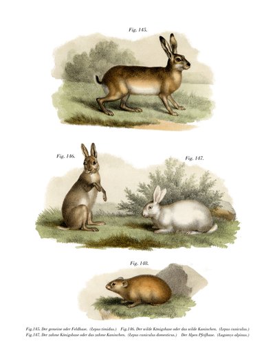 Hare by German School